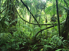 Amazonian Shacapa Healing in Dorking Surrey