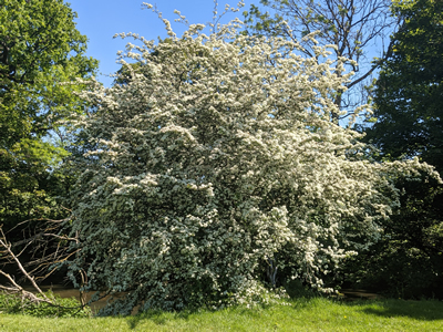 Hawthorne Tree