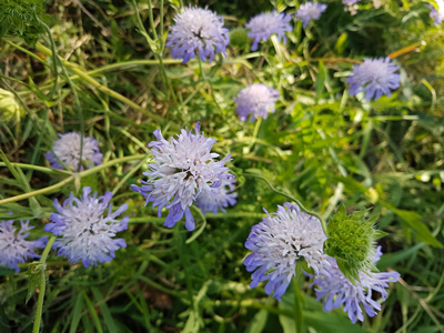 Field Scabious